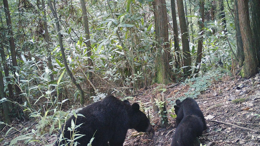 亞洲黑熊“一家三口”同框。都江堰市國有林場供圖