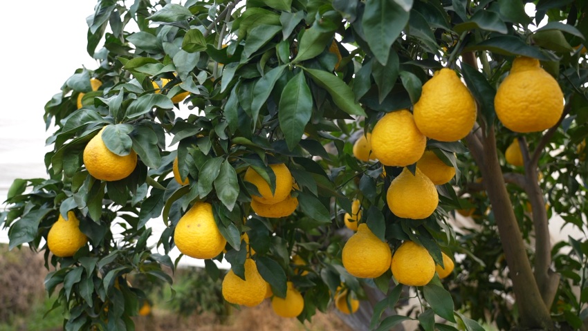挂滿枝頭的柑橘。青神縣委宣傳部供圖
