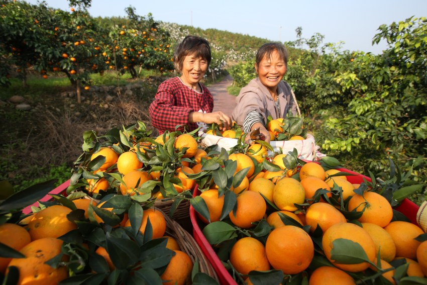 柑橘豐收，村民笑開顏。青神縣委宣傳部供圖