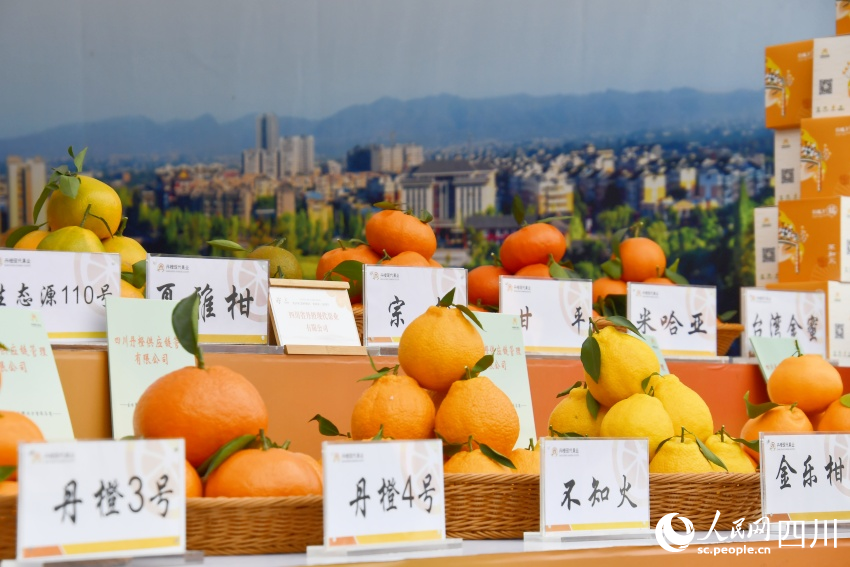 成熟的柑橘。人民網記者 王洪江攝