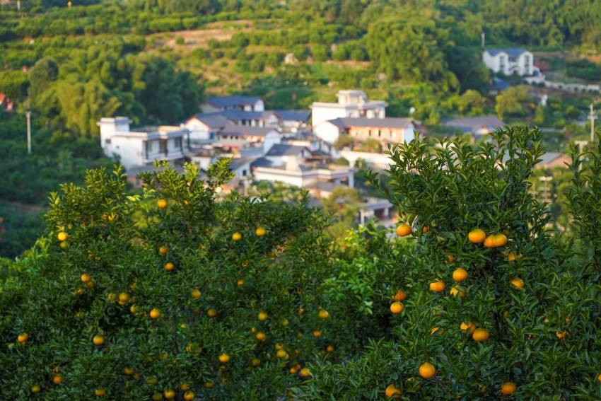 柑橘產業園。青神縣委宣傳部供圖