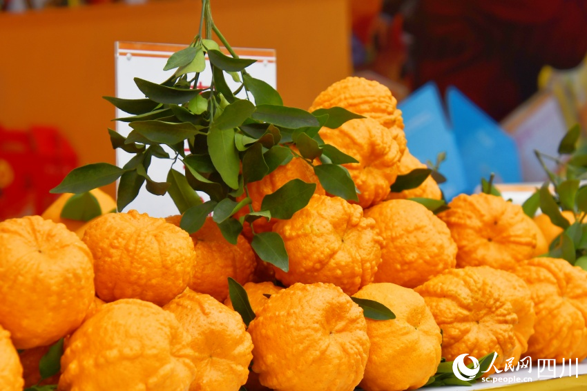 目前成熟的柑橘。人民網記者王洪江 攝