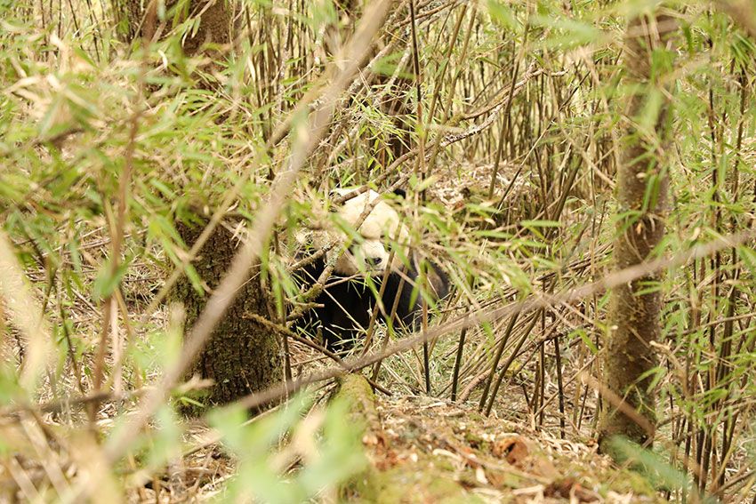巡护中拍摄到的大熊猫。大熊猫国家公园石棉县管护总站供图
