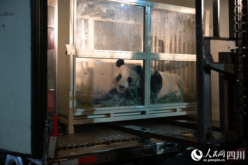 大熊猫“福宝”等待入住新家。李传有摄