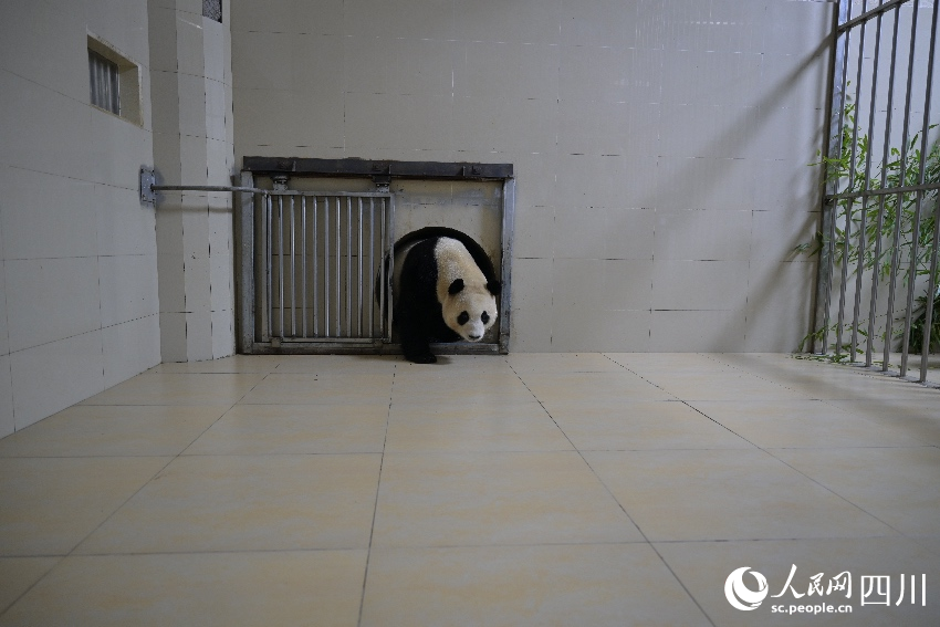 大熊猫“福宝”入住新家 。李传有摄