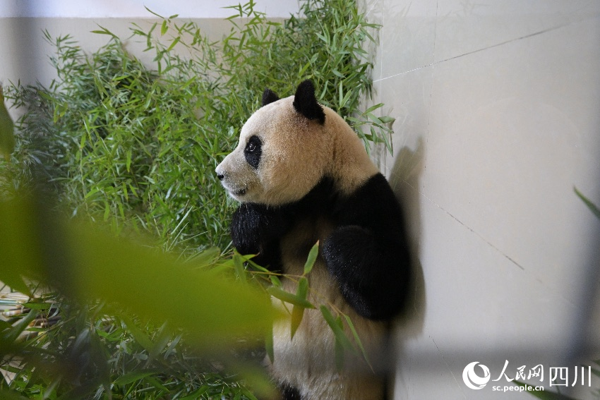 大熊猫“福宝”入住新家。李传有摄