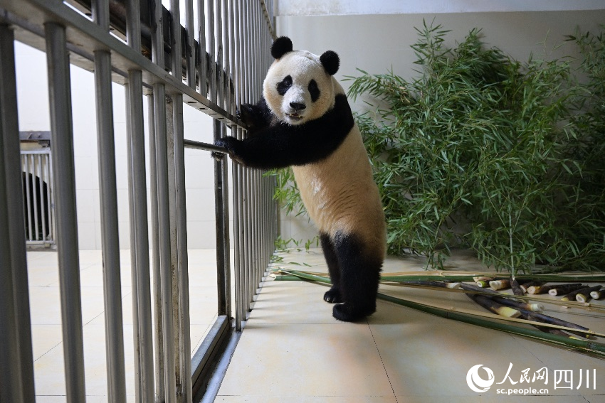 大熊猫“福宝”入住新家。李传有摄