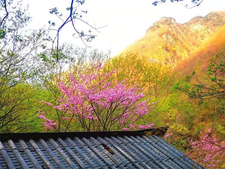 房前屋后的紫荊花。青川縣融媒體中心供圖